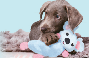 זולוקס בובת קואלה רכה לחיבוק לכלבים  CALINOU KOALA CUDDLE