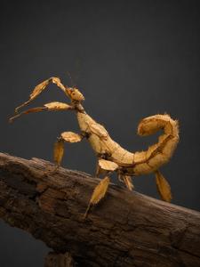 מקלון אוסטרלי Extatosoma tiaratum