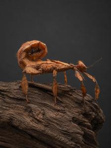 מקלון אוסטרלי Extatosoma tiaratum