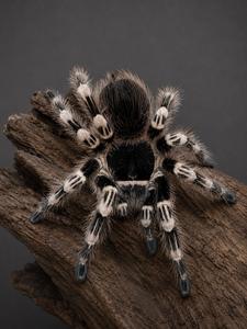 טרנטולה ברזילאית לבנת ברכיים Acanthoscurria geniculata
