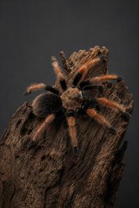 טרנטולה מקסיקנית  אדומת ברכיים Brachypelma smithi