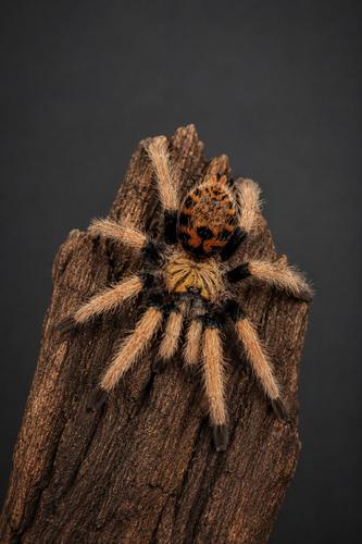 טרנטולה GBB - בייבי Chromatopelma cyaneopubescens