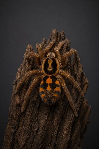טרנטולה זהובת ברכיים Grammostola quirogai