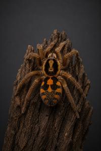 טרנטולה זהובת ברכיים Grammostola quirogai