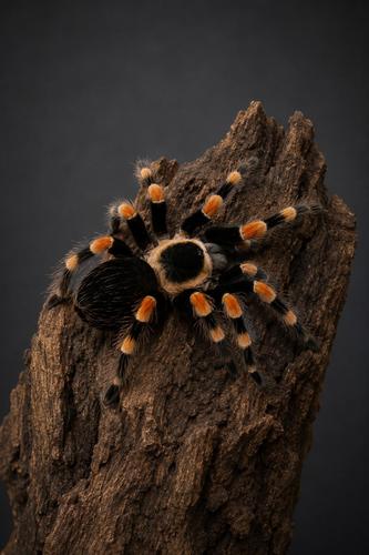 טרנטולה אדומת ברכיים Brachypelma smithi