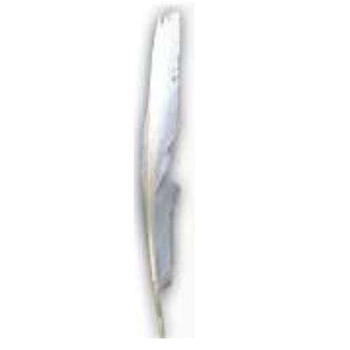 10 נוצה לבנה 27 ס