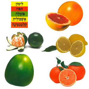 ערכת המחשה פירות הדר/אפונה