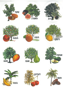 מדבקות עצי פרי עם כיתוב/ע.ה.
