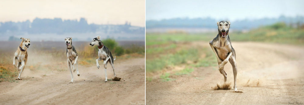 צלמת החודש - יובל טריסקר