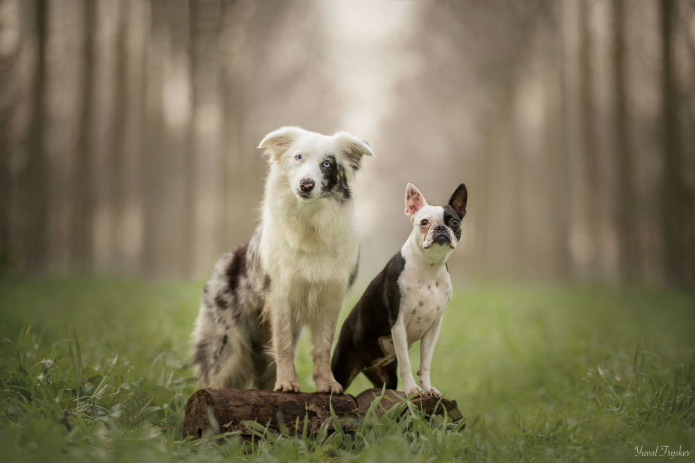 צלמת החודש - יובל טריסקר