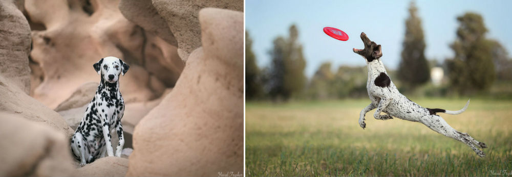 צלמת החודש - יובל טריסקר