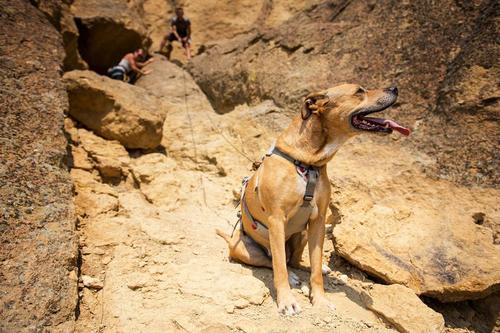 DOUBLEBACK HARNESS