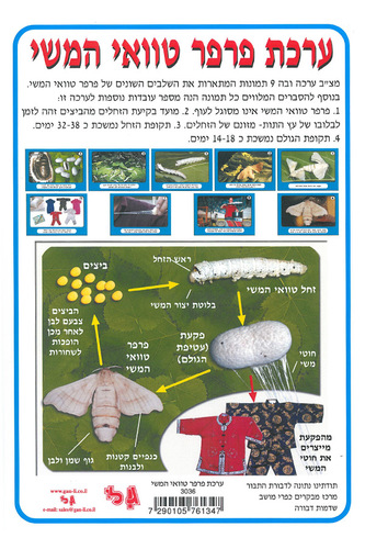 ערכת פרפר טוואי המשי