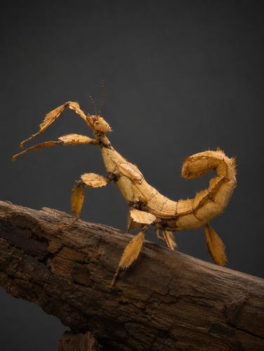 מקלון אוסטרלי Extatosoma tiaratum