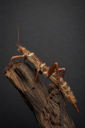 מקלון מלאי ענק Heteropteryx dilatata