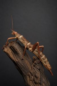 מקלון מלאי ענק Heteropteryx dilatata