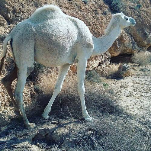 טיול למיטיבי לכת : סובב מכתש רמון