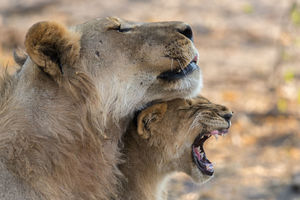 צלם החודש - בר קאופמן