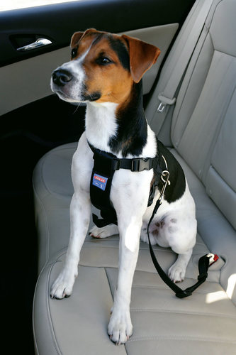 זולוקס רתמת בטיחות לכלבים   SAFETY HARNESS SMALL