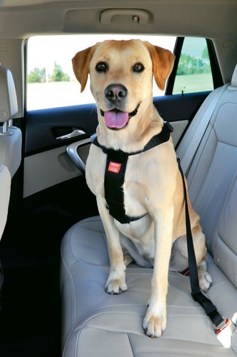 זולוקס רתמת בטיחות לכלבים   SAFETY HARNESS MEDIUM