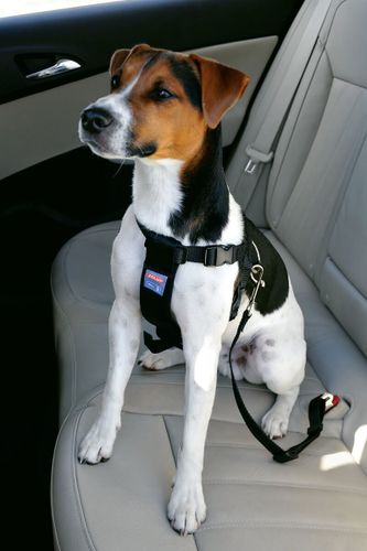 זולוקס רתמת בטיחות לכלבים   SAFETY HARNESS LARGE