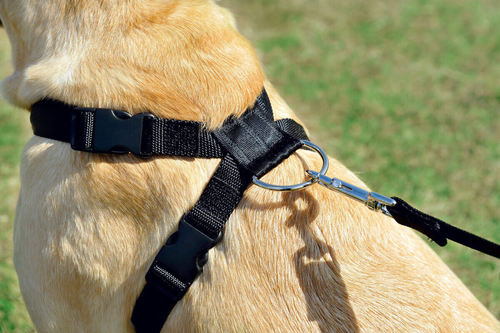 זולוקס רתמת בטיחות לכלבים   SAFETY HARNESS MEDIUM