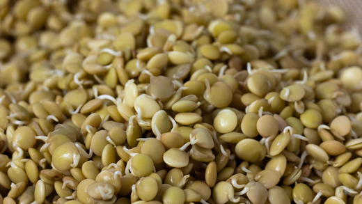עדשים ירוקות- 500 גר׳- green Lentils 