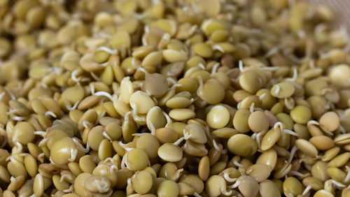 עדשים ירוקות-1 קילו- green Lentils 