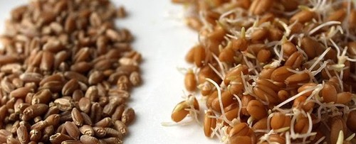כוסמין 500 גר׳. Spelt