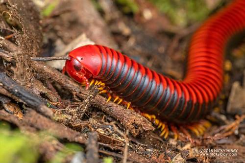 Madgascar fire milipede