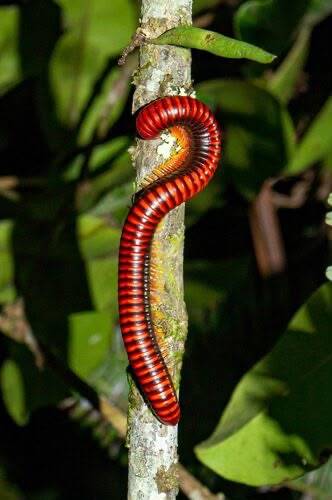 Madgascar fire milipede - זוג