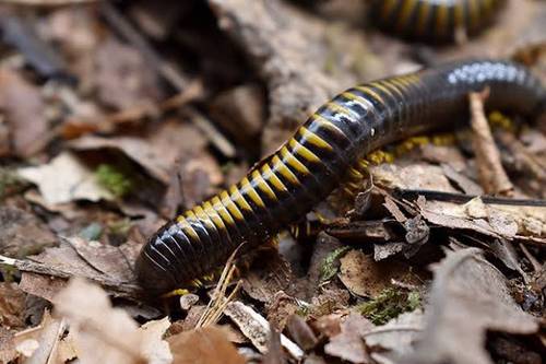 Avatar millipedes 