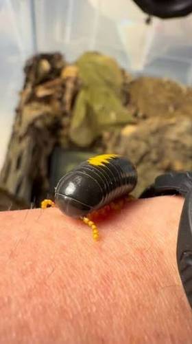 Avatar millipedes 