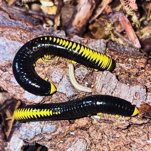 Avatar millipedes 