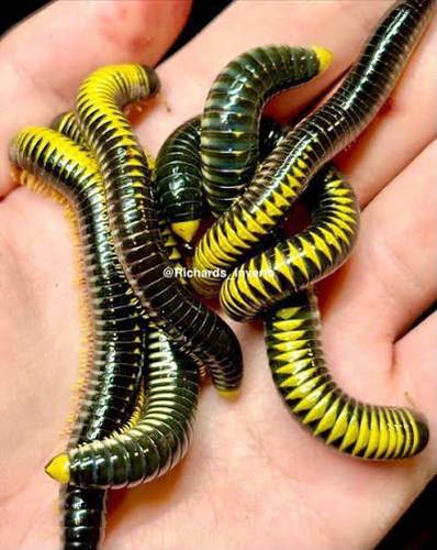 Avatar millipedes - זוג