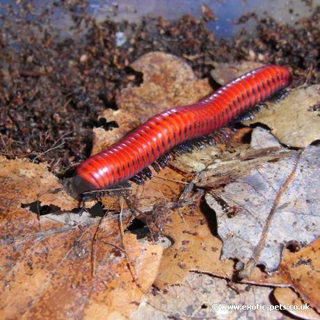 Centrobolus sp mozambik - זוג
