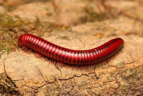 Centrobolus sp mozambik - זוג