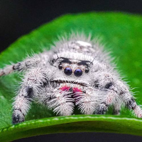 Jumping spiders