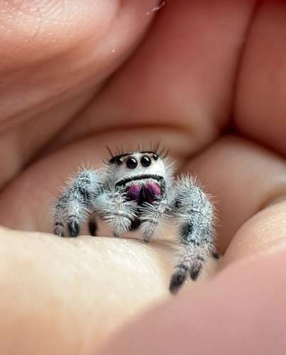 Jumping spiders