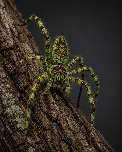 Hetropoda boiei