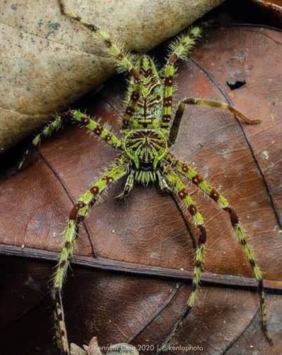 Hetropoda boiei