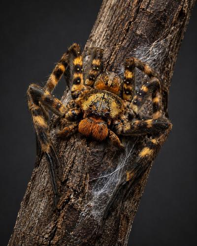 heteropoda lunula 