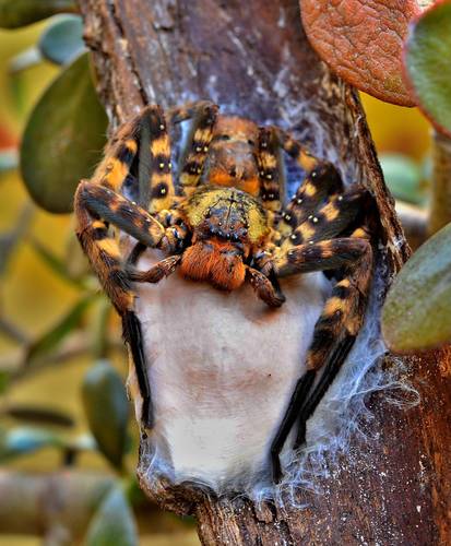 heteropoda lunula 