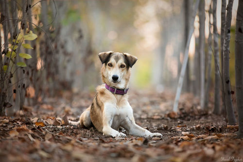 צלמת החודש - יובל טריסקר