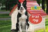 ספר המישוש - הבית שלי / תמר הלברג-רוג