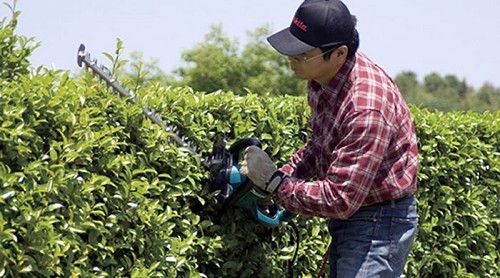 גוזם גדר חי 65 ס