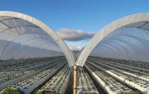 ניילון לחממה 120 מיקרון UVA - רוחב 6 מטר | אורך 15 מטר