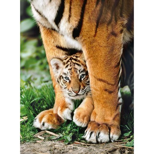 קלמנטוני - פאזל 500 חלקים גור נמר- Clementoni Puzzle Tiger with Young