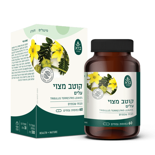  קוטב מצוי טריבולוס ברא