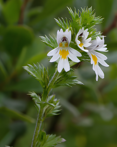 אופרזיה 50 גרם / euphrasia officnalis / eye bright